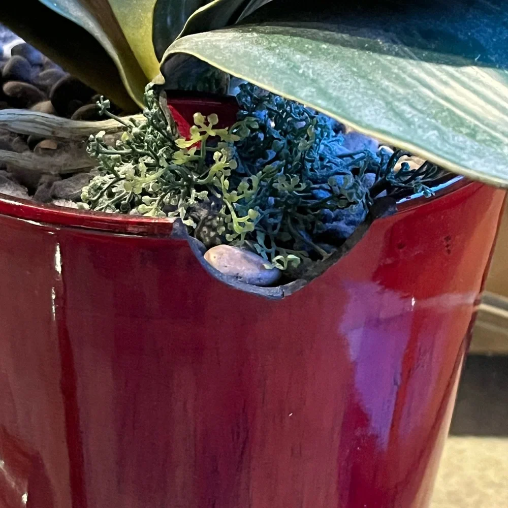 Elegant White Orchid in Red Pot